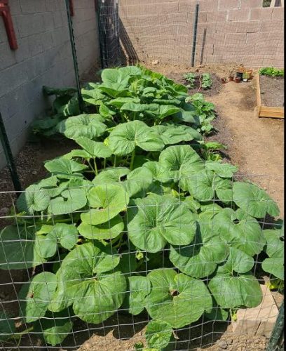 Early Giant - (F1) Pumpkin Seed photo review