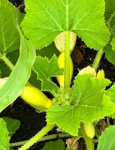 Yellow Crookneck - Organic Yellow Summer Squash Seed photo review