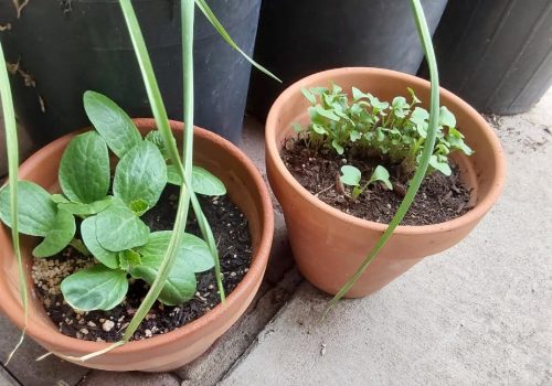 Green Machine - Organic (F1) Zucchini Squash Seed photo review