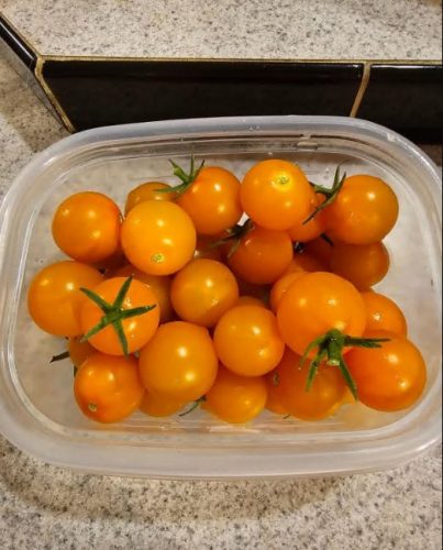 Sungold Tomato Seeds photo review