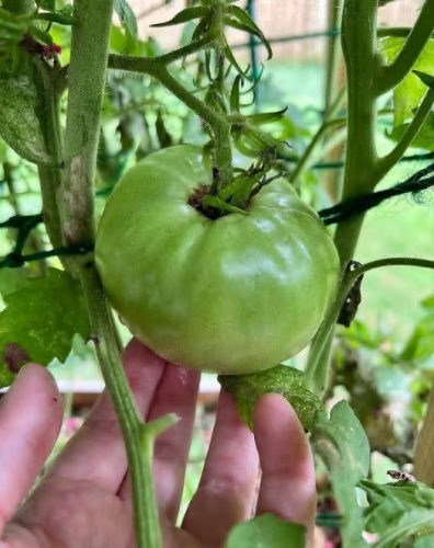 Marnero/Estamino Organic Tomato Seeds photo review