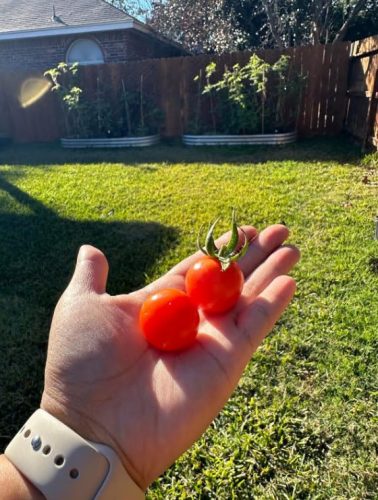 Cherry Bomb - Organic (F1) Tomato Seed photo review