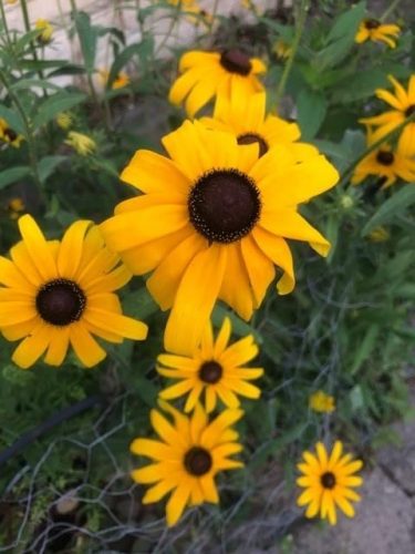 Indian Summer - Rudbeckia Seed photo review