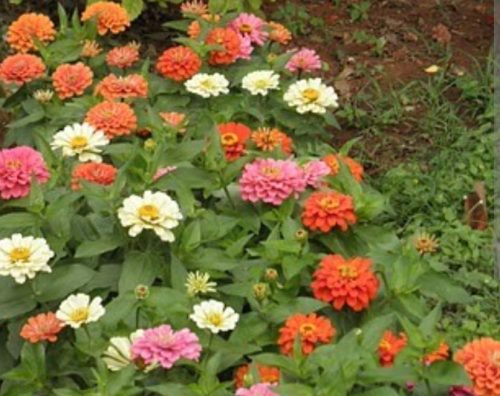 Oklahoma Formula Mix Improved Zinnia photo review