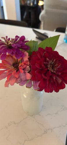 Giant Dahlia Flowered Mix - Zinnia Seed photo review