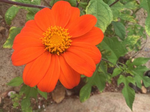 Mexican Sunflower - Tithonia Seed photo review