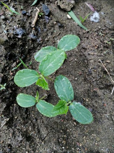 Corinto - Organic (F1) Cucumber Seed photo review