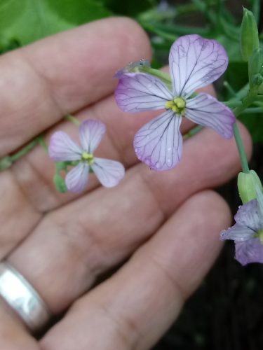 Alpine - (F1) Radish Seed photo review