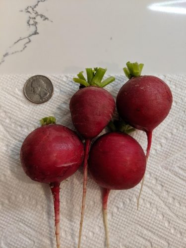 Crunchy King - (F1) Radish Seed photo review