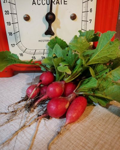 Crunchy King - (F1) Radish Seed photo review