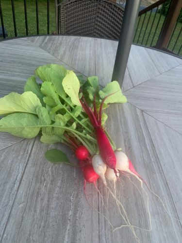 Shunkyo Semi-Long - Radish Seed photo review