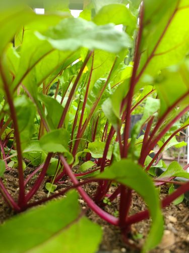 Boro - Organic (F1) Beet Seed photo review