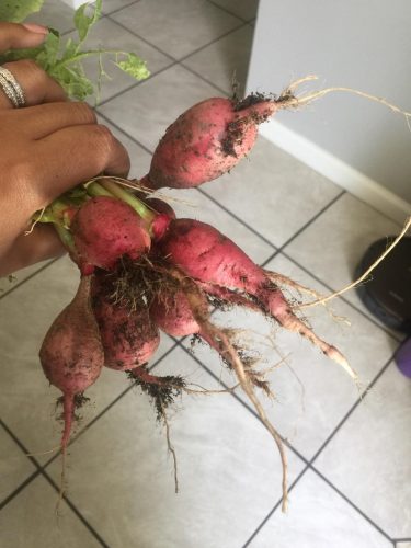 Pink Beauty - Organic Radish Seed photo review