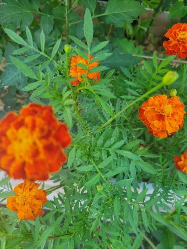 Queen Sophia - Marigold Seed photo review