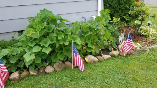 Waltham Butternut - Organic Butternut Squash Seed photo review