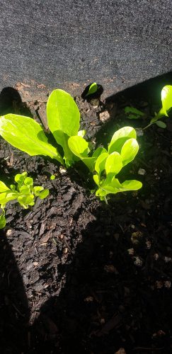 Pensacola - Organic Lettuce Seed photo review