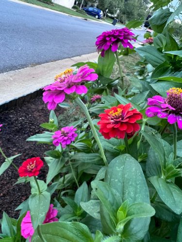 Giant Dahlia Flowered Mix - Zinnia Seed photo review