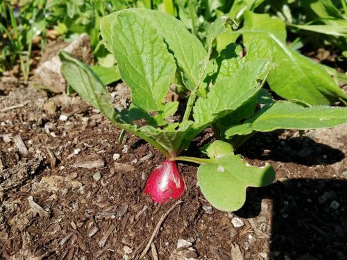 Nelson - Radish Seed photo review