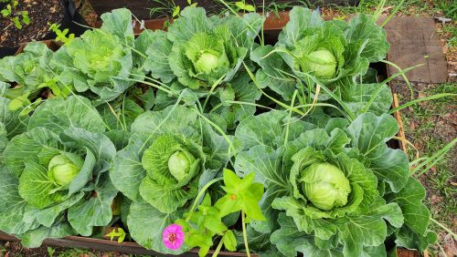 Farao - Organic (F1) Cabbage Seed photo review