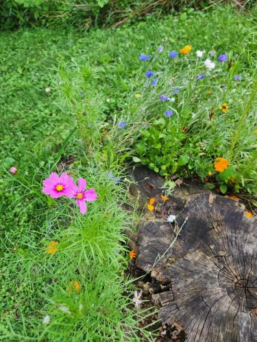 Versailles Mix - Cosmos Seed photo review