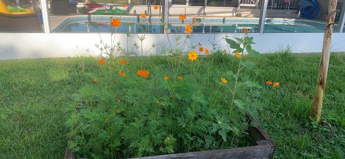 Tangerine Gem - Marigold Seed photo review