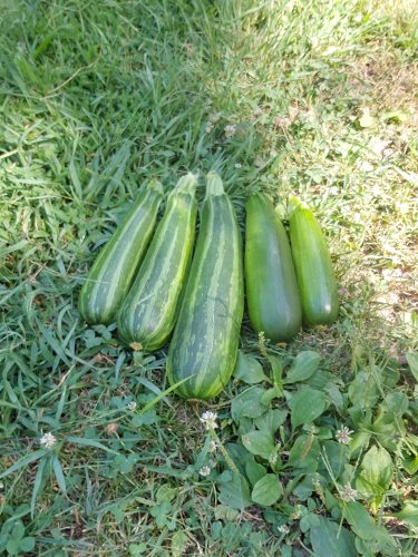 Partenon - Organic Zucchini Seeds photo review