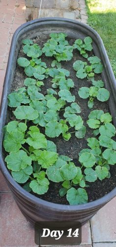 Zephyr - (F1) Yellow Summer Squash Seed photo review