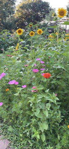 Benary's Giant Mix - Zinnia Seed photo review