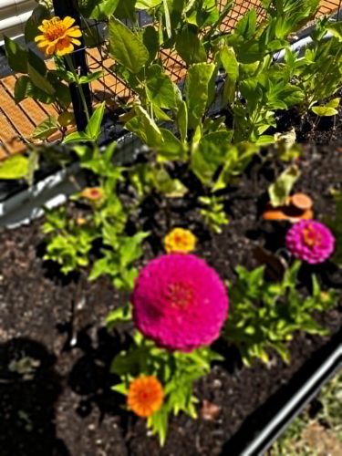 Giant Dahlia Flowered Mix - Zinnia Seed photo review