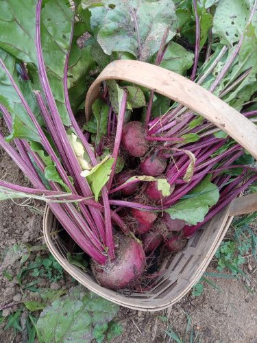 Moneta (Monogerm) - (F1) Beet Seed photo review