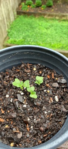 White Russian - Organic Kale Seed photo review