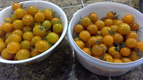 Sungold Tomato Seeds photo review