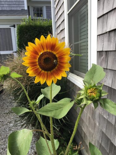 Autumn Beauty - Sunflower Seed photo review