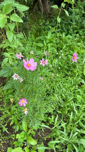 Sensation Mix - Cosmos Seed photo review