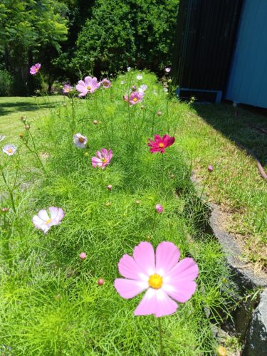 Versailles Mix - Cosmos Seed photo review