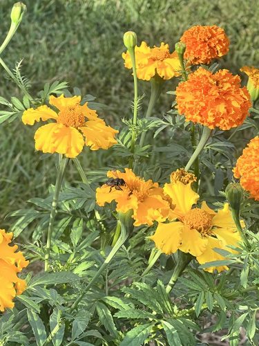 Lemon Gem - Marigold Seed photo review