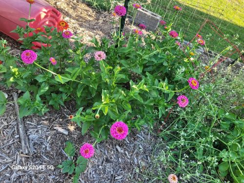 Benary's Giant Purple - Zinnia Seed photo review