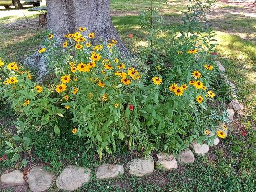 Indian Summer - Rudbeckia Seed photo review