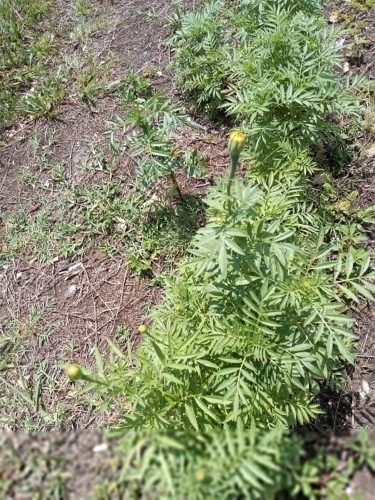 Coco? Gold - (F1) Marigold Seed photo review