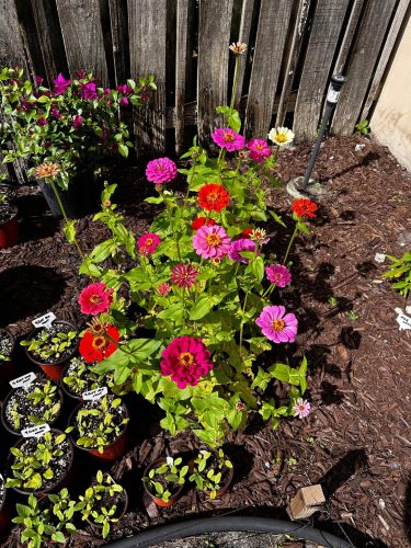 Giant Dahlia Flowered Mix - Zinnia Seed photo review