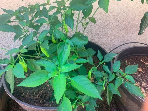 Shishito - Organic (F1) Shishito Pepper Seed photo review