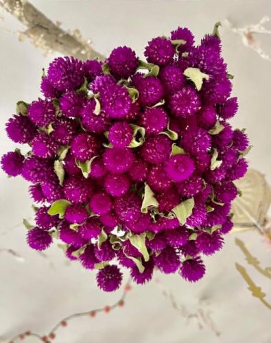 QIS? Purple - Gomphrena Seed photo review