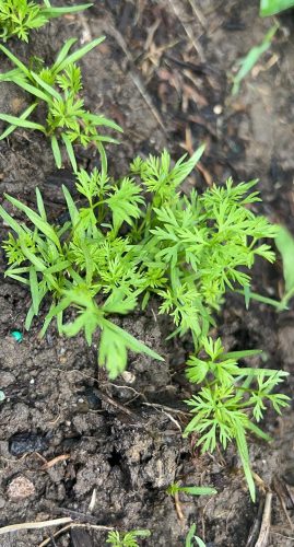 Yaya - Organic (F1) Carrot Seed photo review