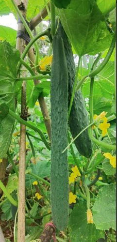 Nokya - (F1) Cucumber Seed photo review