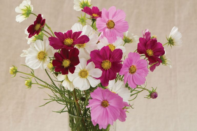 Versailles Mix - Cosmos Seed - Seedsday