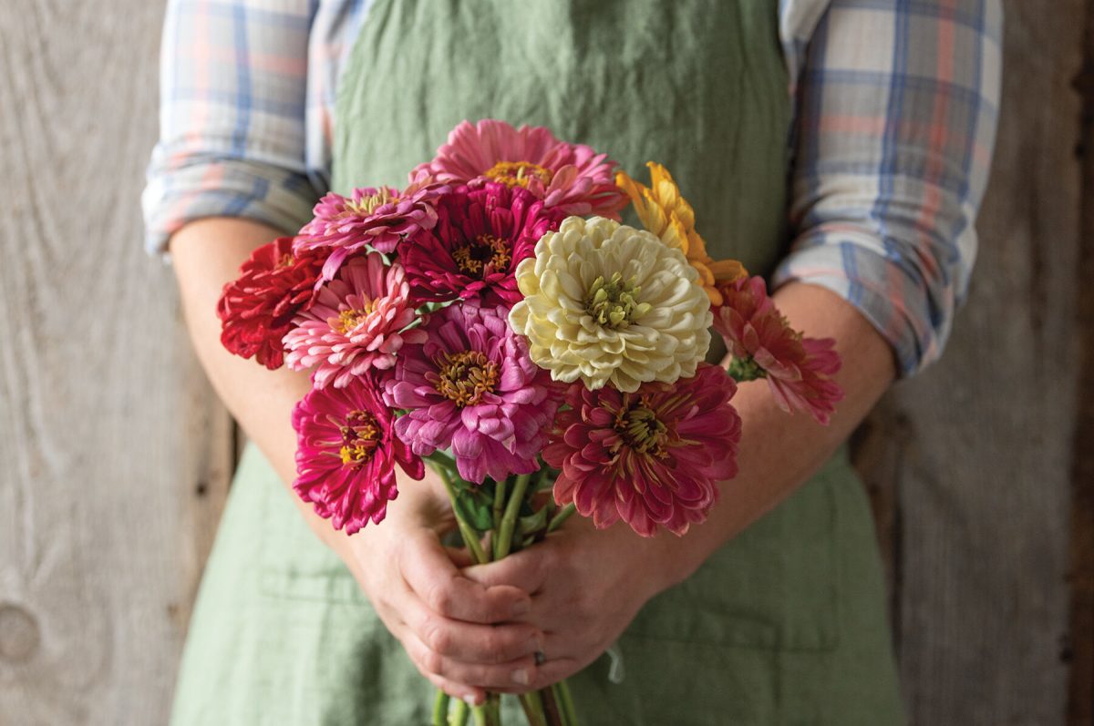 State Fair Mix - Zinnia Seed