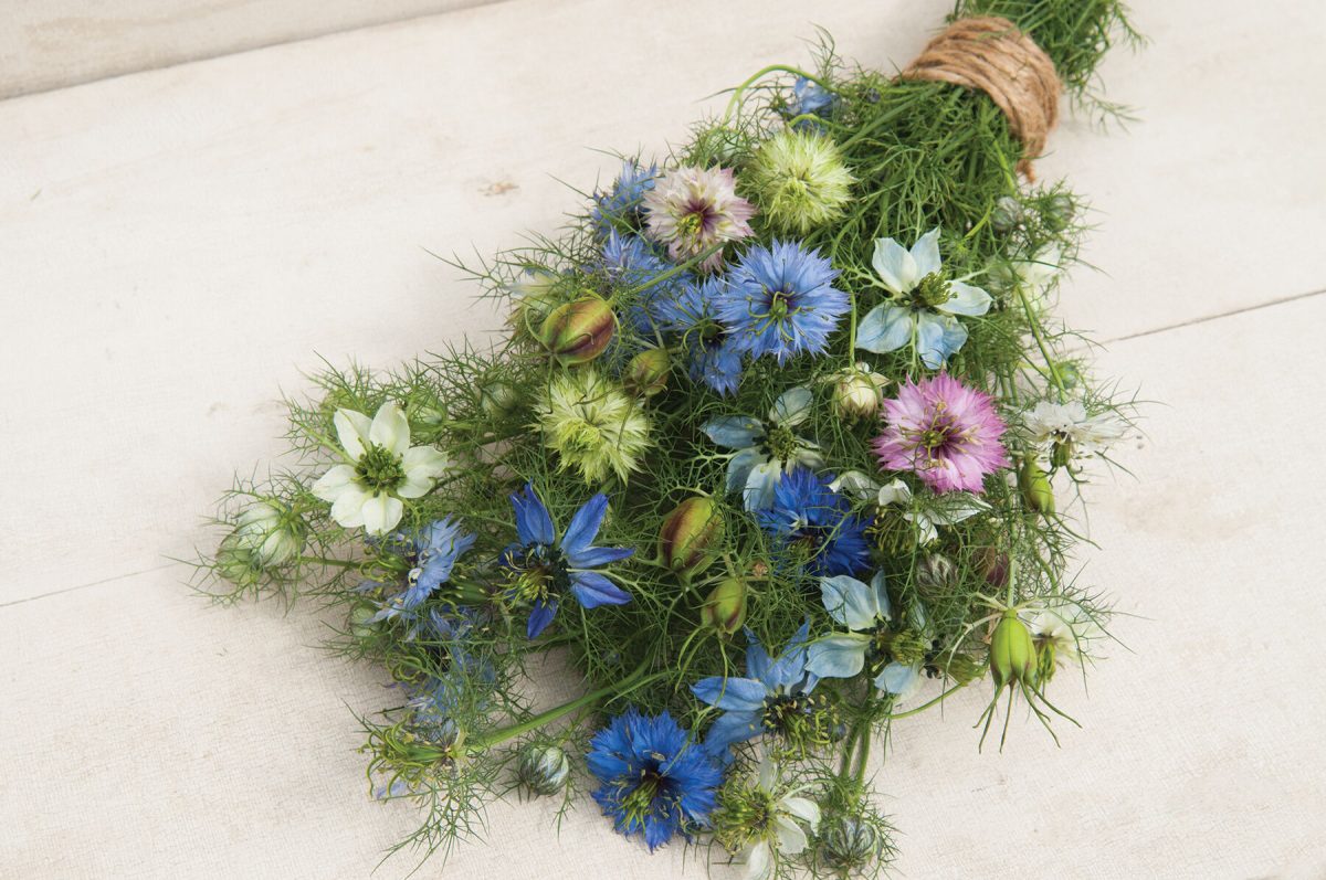 Love-In-A-Mist - Organic Nigella Seed