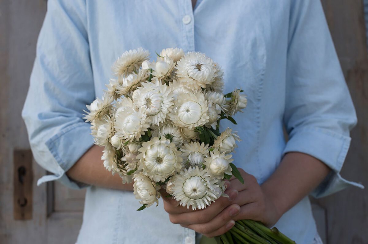 Vintage White - Organic Strawflower Seed