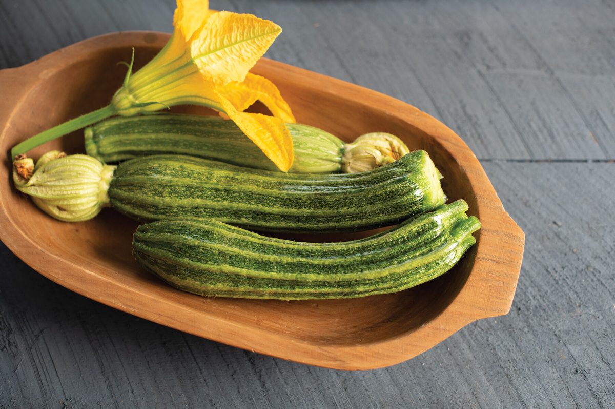 Pantheon - Film-Coated (F1) Zucchini Squash Seed