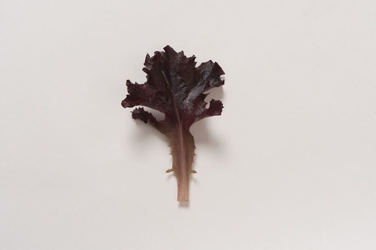 Spritzer - Organic Lettuce Seed